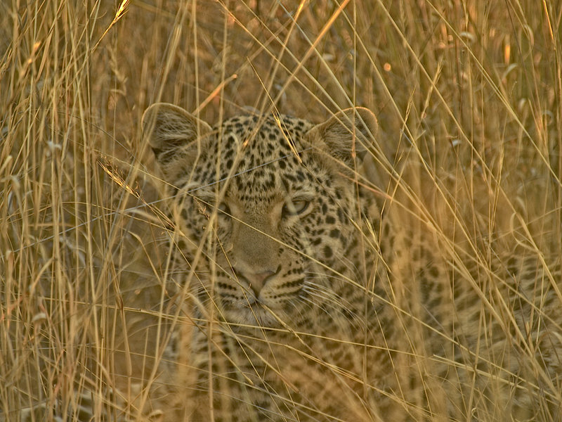 Leopard, Okonjima